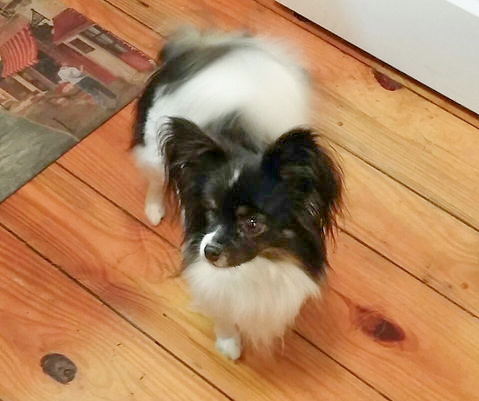 Southern Peach Papillon Girls