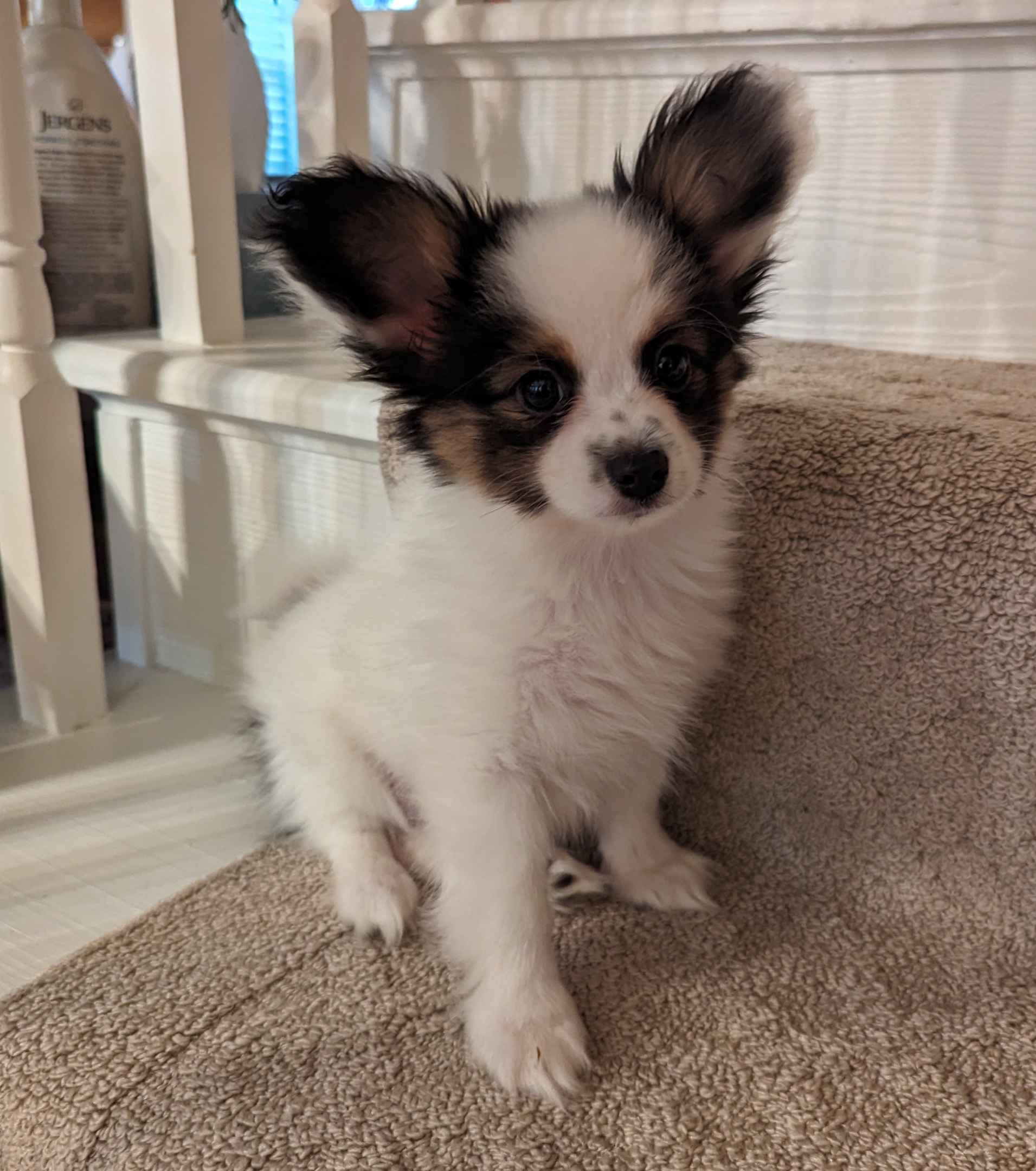 Southern Peach Papillon Puppies