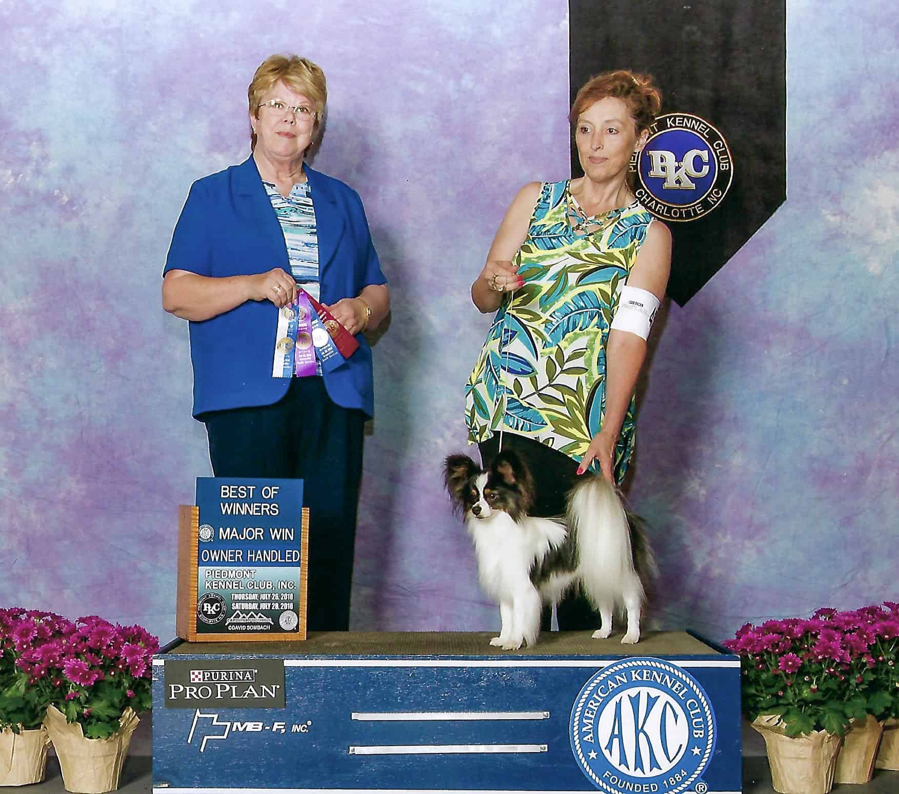 Mr Tango from Southern Peach Papillons