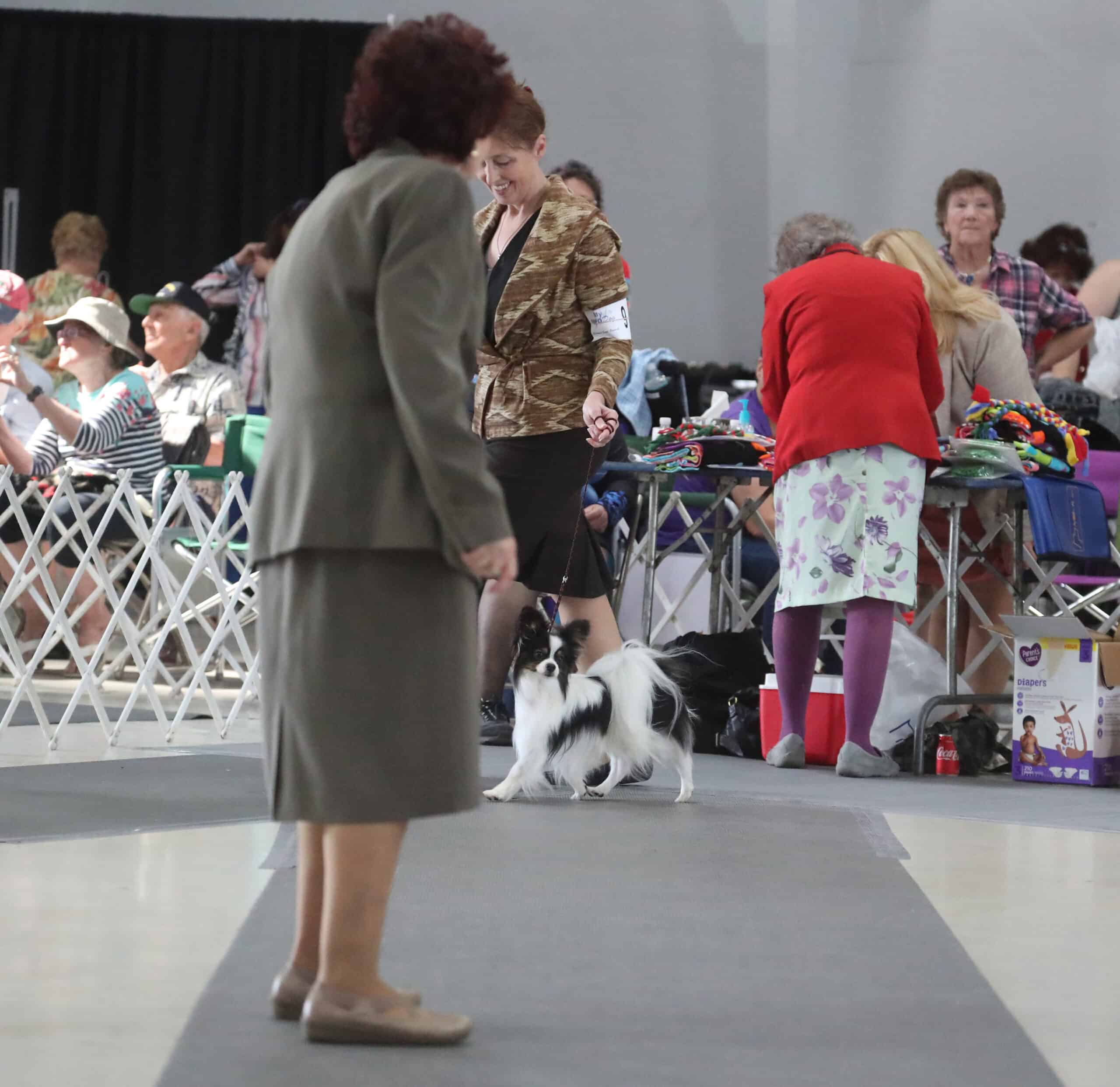 Mr Tango from Southern Peach Papillons