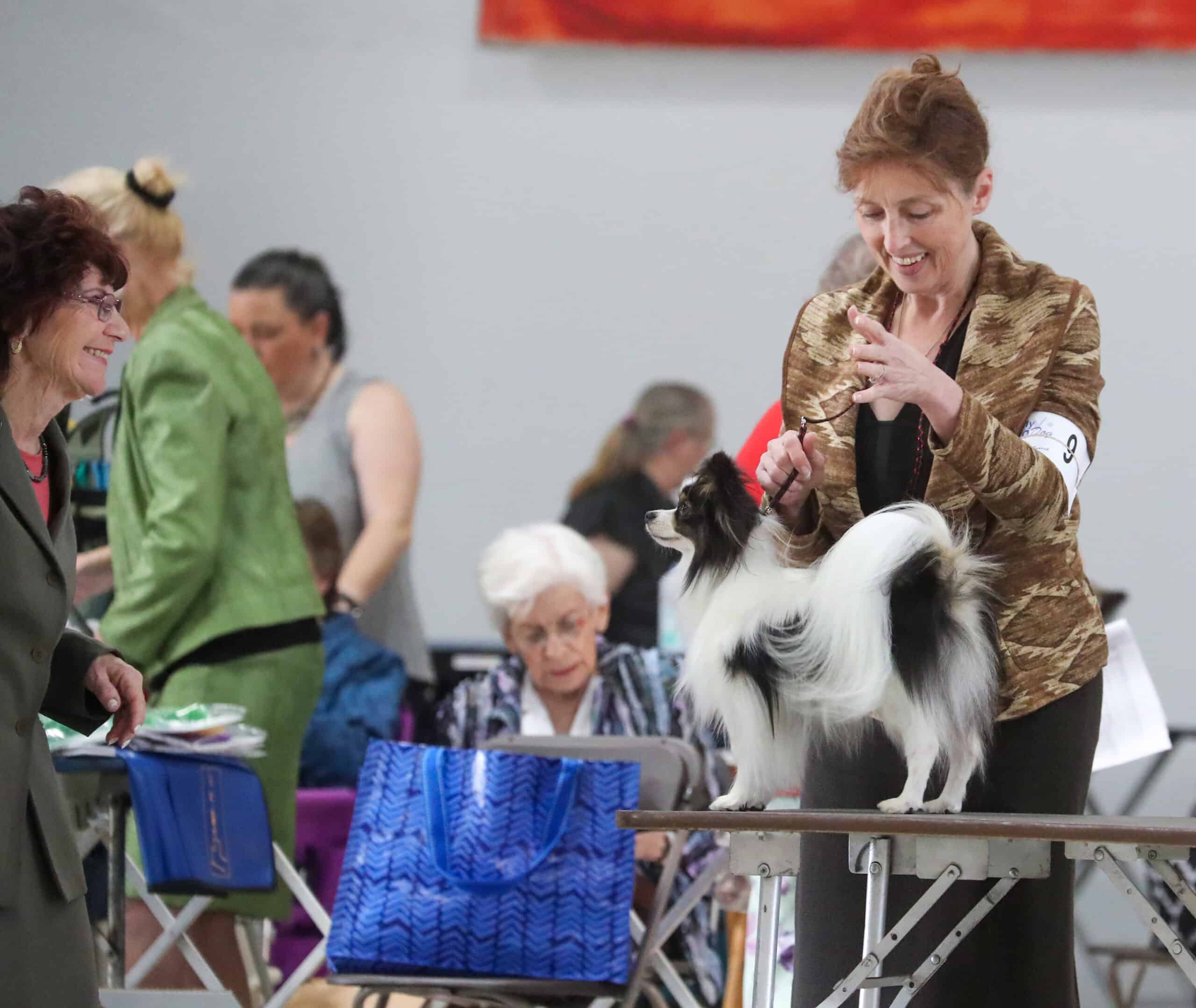 Mr Tango from Southern Peach Papillons