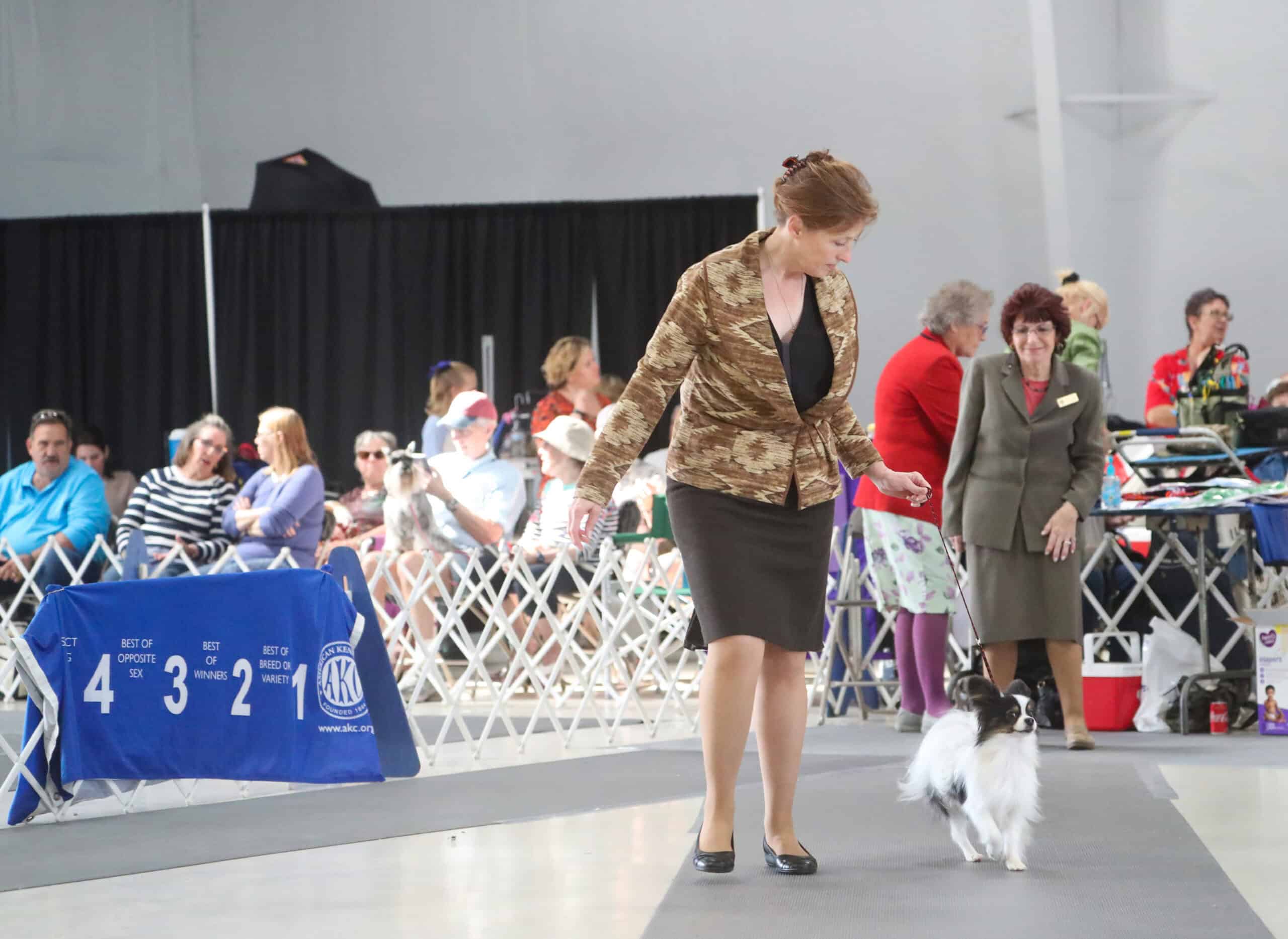 Mr Tango from Southern Peach Papillons