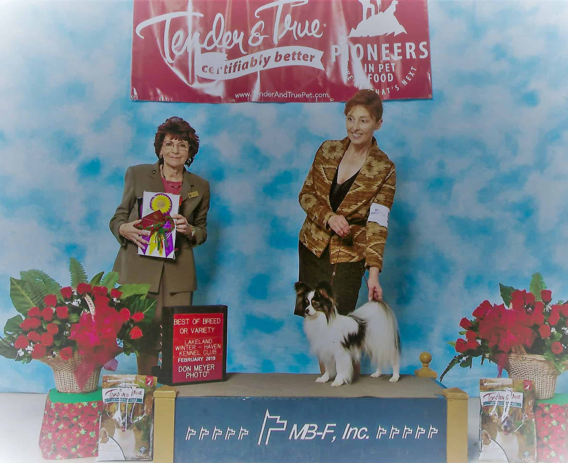 Mr Tango from Southern Peach Papillons