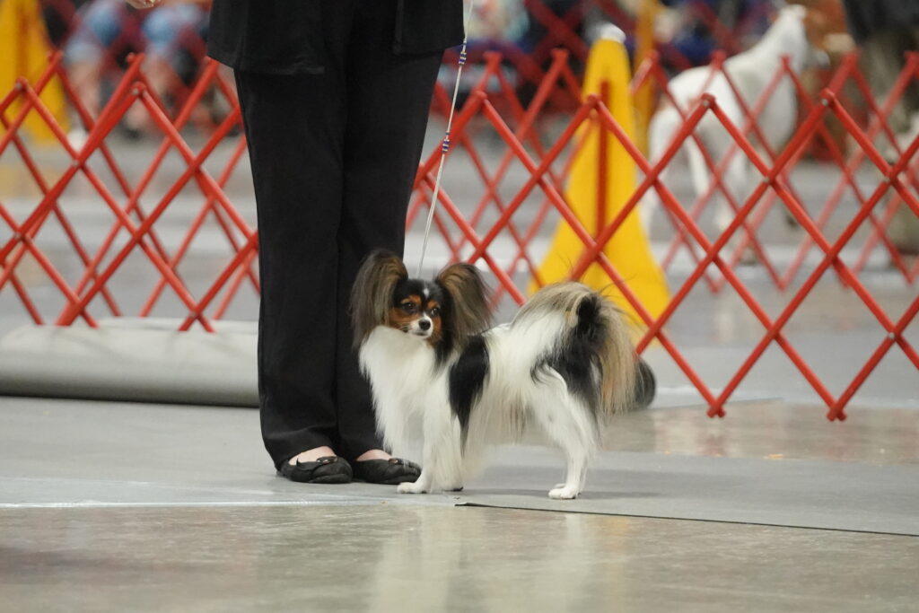 Synergy from Southern Peach Papillons