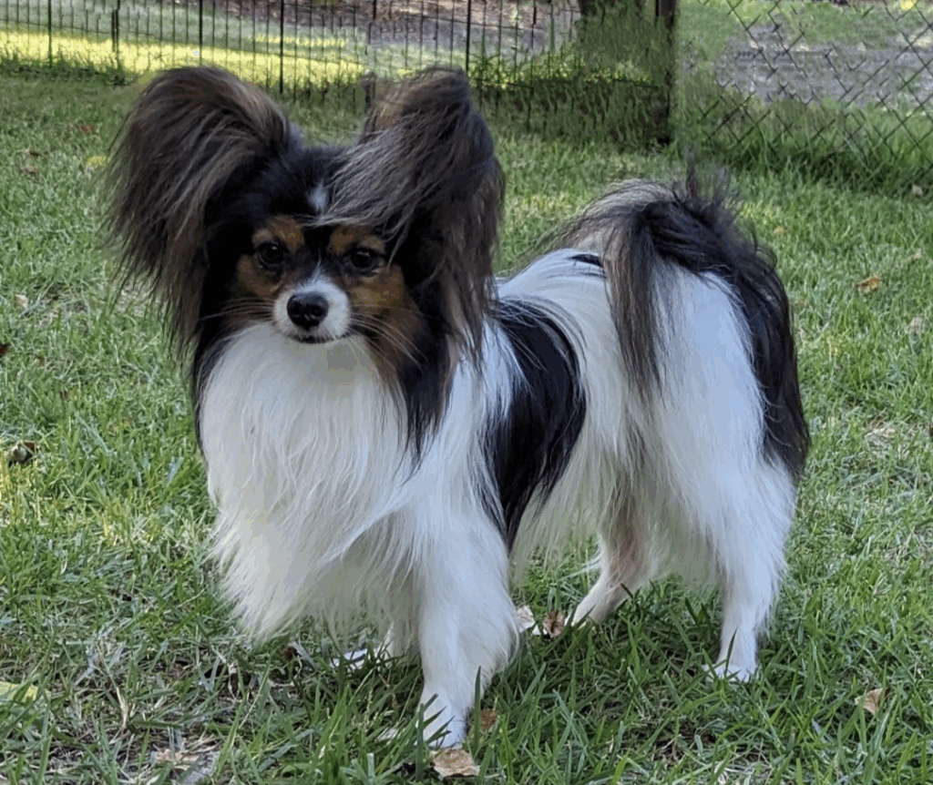 Synergy from Southern Peach Papillons